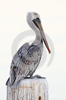 Immature Brown Pelican perched on a dock piling - Florida