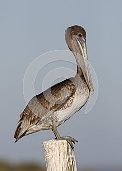 Immature Brown Pelican Perched on a Dock Piling - Florida