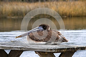 An Immature Brown Pelican Relaxing