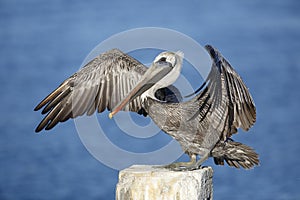 Immature Brown Pelican Stretching its Wings - Florida