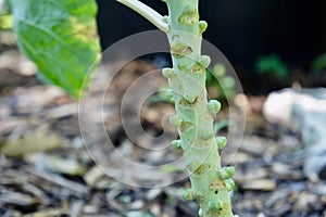 Immature Brussel Sprouts Growing in the Garden