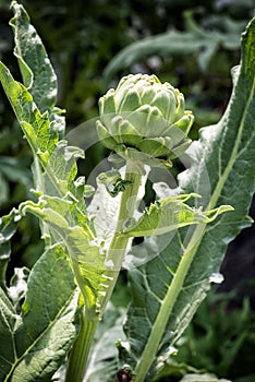 Immature bulb or flower-head of a globe artichoke