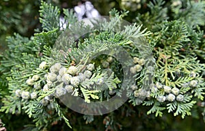 Immature bumps of Cossack juniper Juniperus sabina L