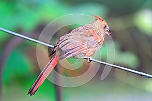 Immature Cardinal in Illinois