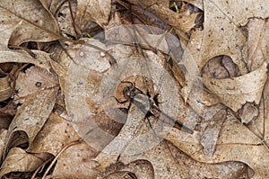 Immature Chalk-fronted Corporal dragonfly sunning in a pile of leaves