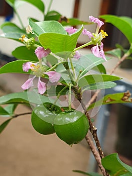 Immature Cheery  Fruits with Flowers