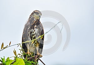 Immature common Black hawk in Panama.