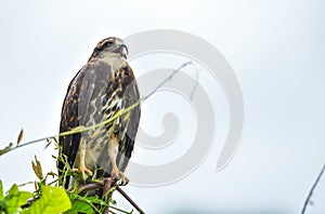 Immature common Black hawk in Panama.