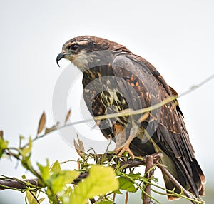 Immature common Black hawk in Panama.