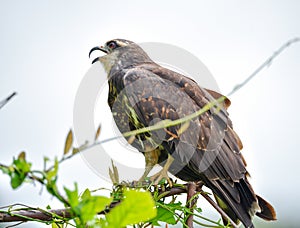 Immature common Black hawk in Panama.