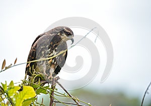 Immature common Black hawk in Panama.