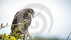 Immature common Black hawk in Panama.