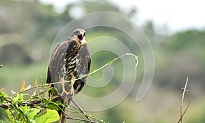 Immature common Black hawk in Panama.