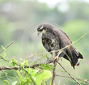 Immature common Black hawk in Panama.