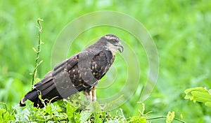 Immature common Black hawk in Panama.