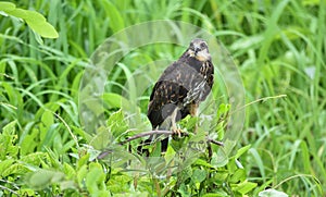 Immature common Black hawk in Panama.