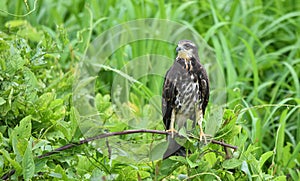 Immature common Black hawk in Panama.