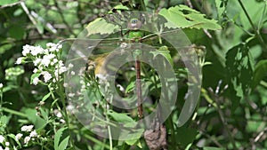 Immature Common Green Darner, Anax junius hanging on White Snakeroot flower