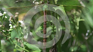 Immature Common Green Darner, Anax junius hanging on White Snakeroot flower