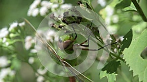 Immature Common Green Darner, Anax junius hanging on White Snakeroot flower