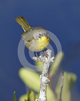 Immature Common Yellowthroat perched on a twig - Merritt Island, Florida