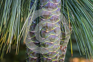 Immature cones of the Bhutan pine