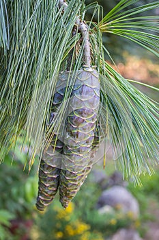 Immature cones of the Bhutan pine