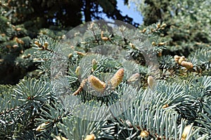 Immature cones on branches of blue spruce