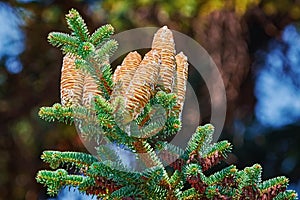 Immature Cones of Manchurian Fir