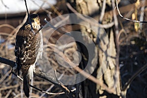 Immature Cooper`s Hawk Perched on a Tree #1