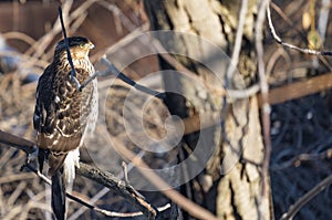 Immature Cooper`s Hawk Perched on a Tree  2