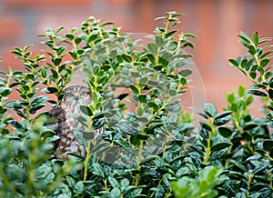 Immature Coopers Hawk (Accipiter cooperii)