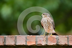 Immature Coopers Hawk (Accipiter cooperii)