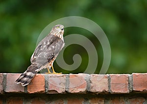 Immature Coopers Hawk (Accipiter cooperii)