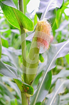 Immature corn