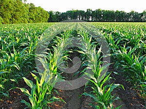 Immature Corn