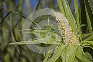 Immature corn cob