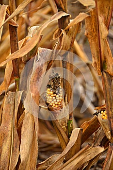 Immature corn crop