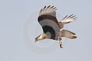 Immature Crested Caracara in Flight - Texas