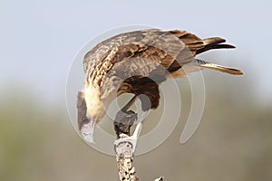 Immature Crested Caracara - Texas