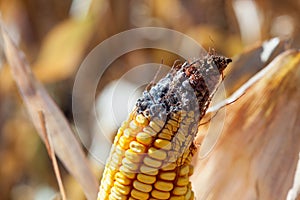 Immature, diseased and moldy corn cob on the field, close-up