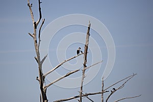 Immature Double-Crested Cormorant