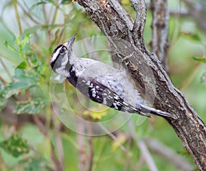 Immature Downy Woodpecker