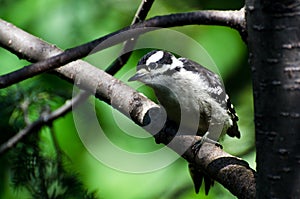 Immature Downy Woodpecker Perched in a Tree