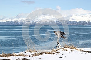 Immature eagle by the bay