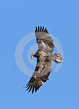 Immature Eagle in Flight