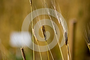 Immature einkorn Triticum monococcum in a field