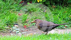 Immature Eurasian blackbird in a garden