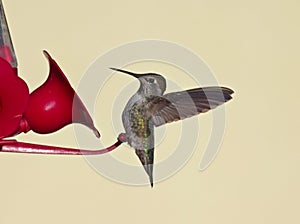 An Immature Female Anna's Hummingbird on a Feeder