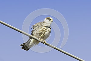 An immature female of red-footed falcons / Falco vespertinus photo